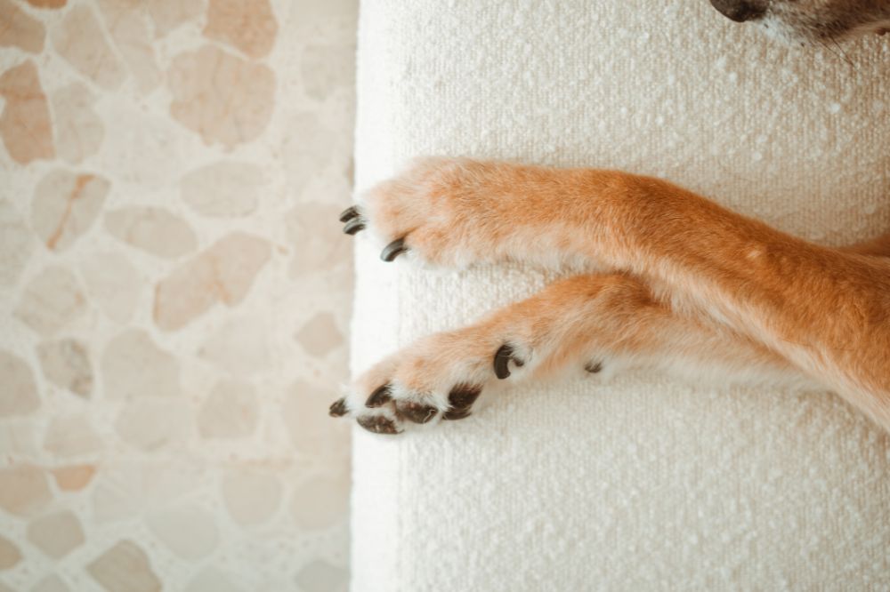Cama para perros fácil de limpiar: cómo elegir la mejor opción para tu mascota
