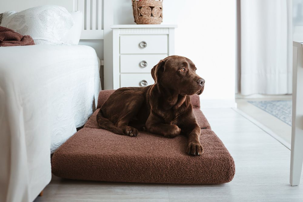 Lavar cama de perro paso a paso 