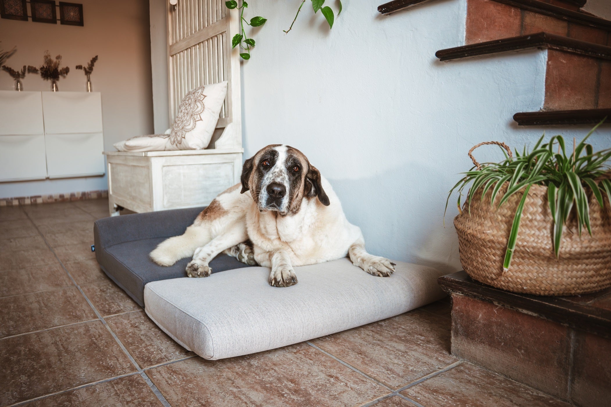 Guía definitiva para encontrar la mejor cama perro para tu compañero de vida