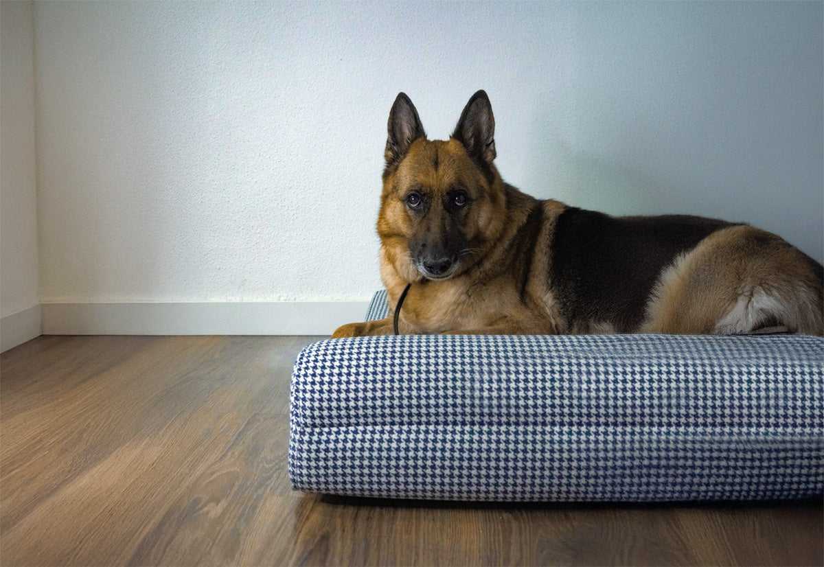 ¿Por qué la cama para perros es clave para su bienestar? Descubre el impacto del descanso de calidad.