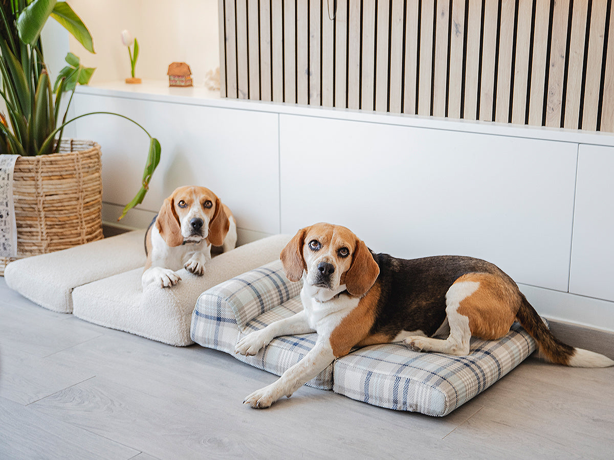 Cómo elegir una cama ortopédica de verdad para tu perro (y no tirar el dinero)