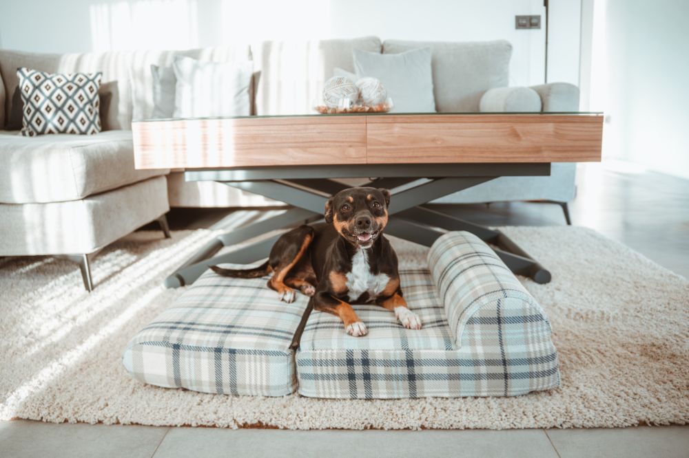 Ideas de regalo pet-friendly: la cama de perro elegante como protagonista esta Navidad