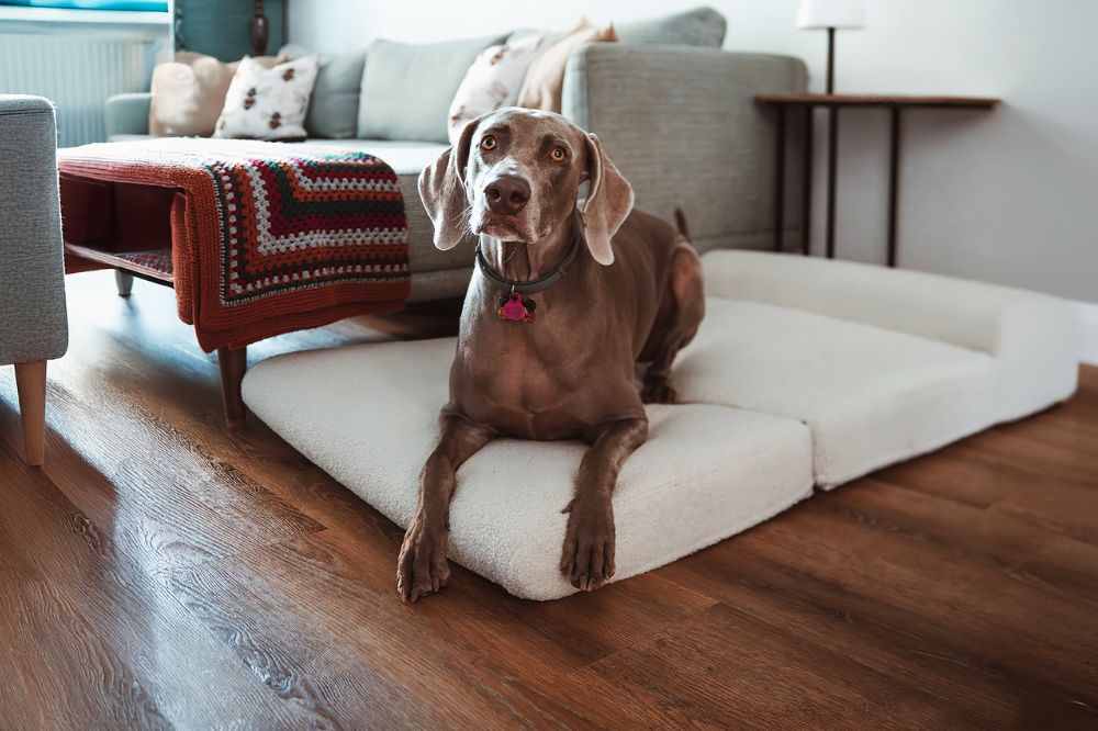 La importancia de la postura en el descanso: elegir bien una cama ortopedica perro con Holfur
