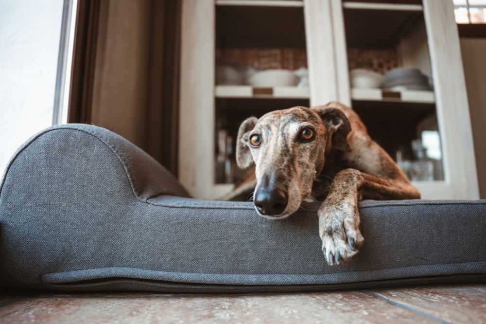 Descanso viscoelástico y salud ósea: el valor de la cama ortopedica perro grande Holfur