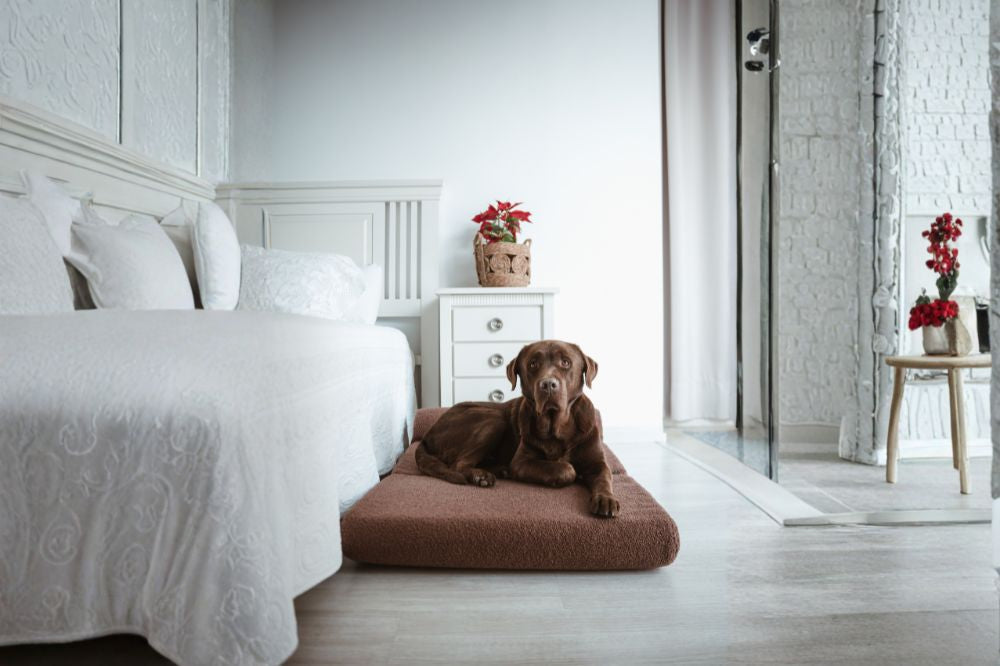 Camas viscoelásticas para perros Holfur: descanso consciente, diseño responsable