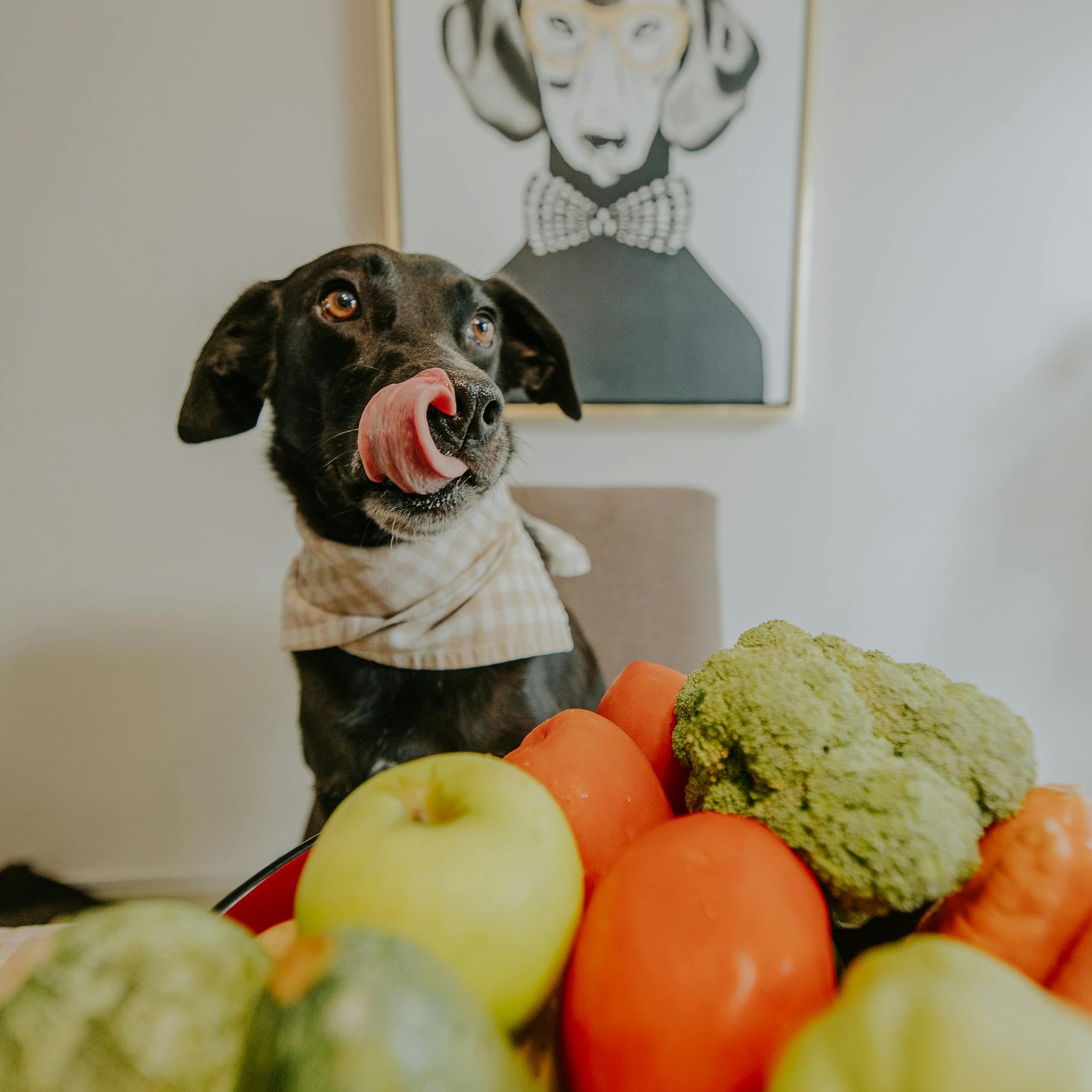 Suplementación para perros: ¿cuándo es necesaria y qué marcas ofrecen calidad real?