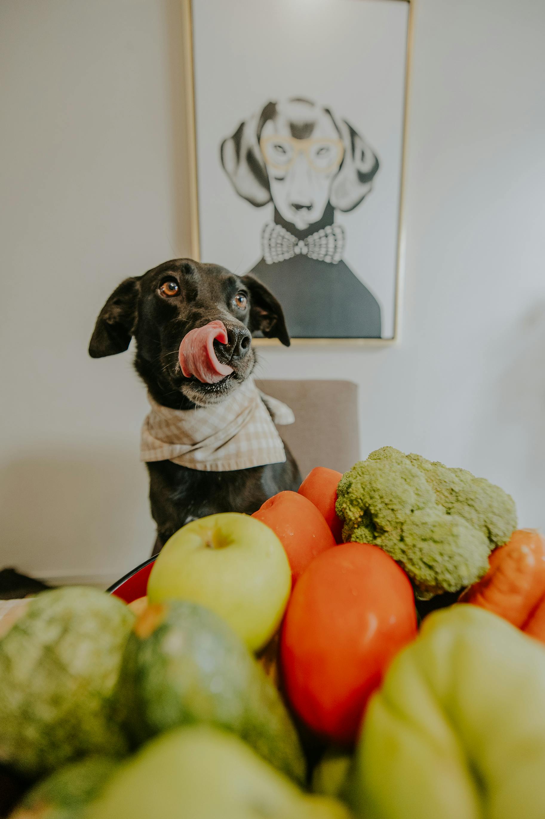 Suplementación para perros: ¿cuándo es necesaria y qué marcas ofrecen calidad real?