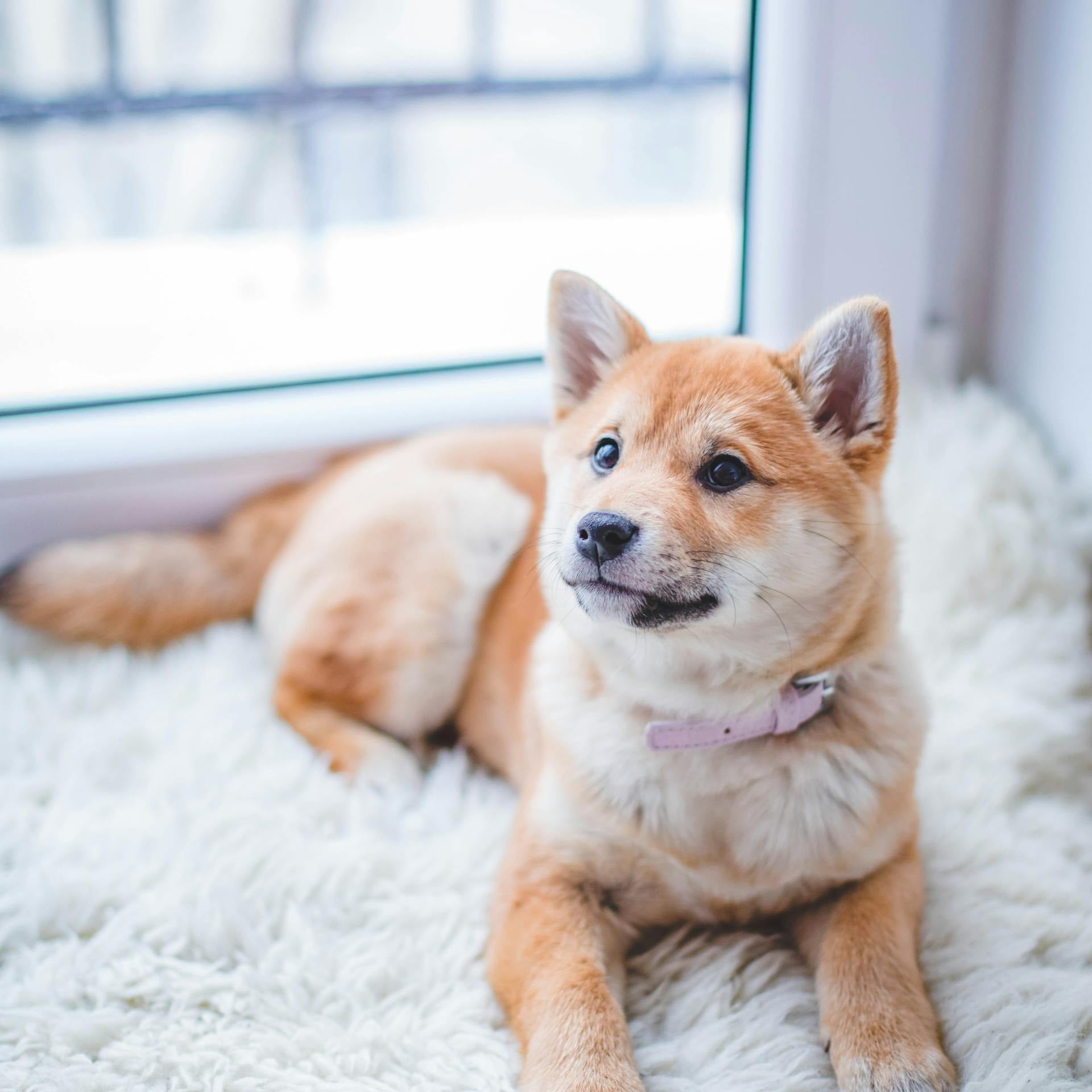 Cómo elegir la cama para perro perfecta: guía definitiva para perros urbanos y modernos