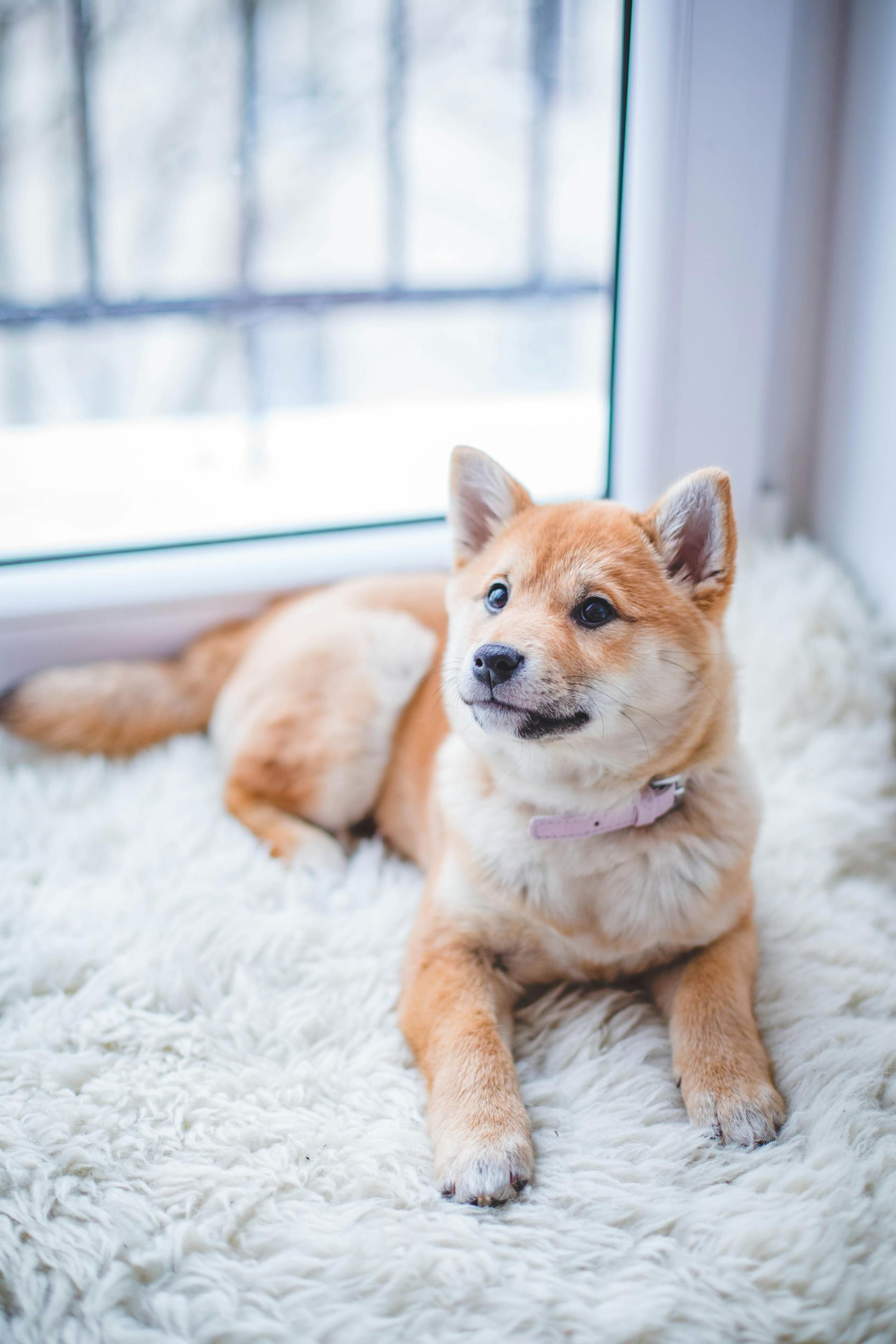 Cómo elegir la cama para perro perfecta: guía definitiva para perros urbanos y modernos