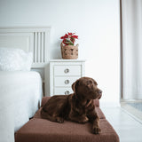 Cama Quelle Chocolate