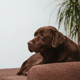 Pack Cama Quelle Chocolate + Funda Trigo